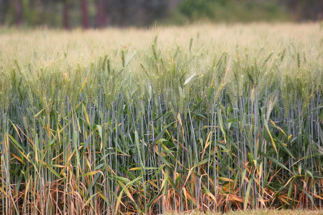 Will Zimbabwe's new wheat variety survive El Niño?