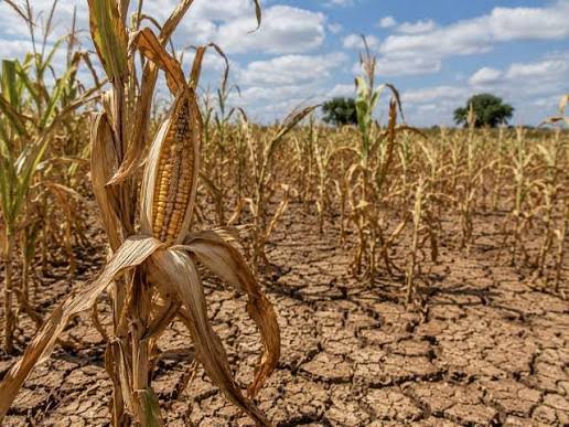Zimbabwe Establishes US$500 Million El Niño Protection Fund